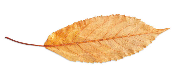 autumn yellow fall leaf isolated on white, way in path