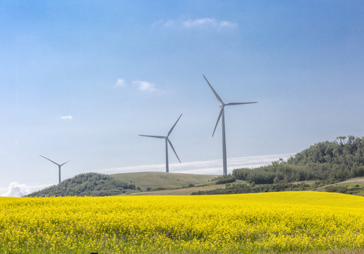 Wind turbine in field of canola flowers