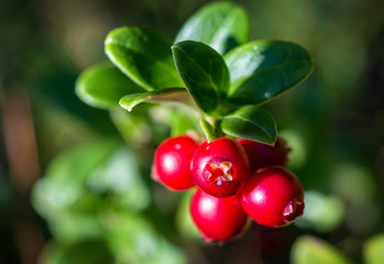 Брусника cowberry