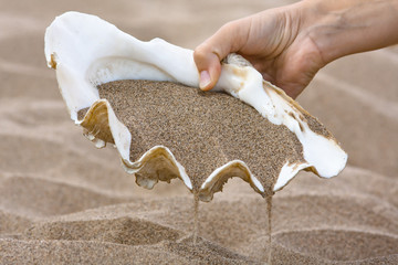 hand with seashell tridacna on the beach