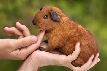 hands stroking young guinea pig on blurred background