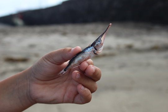 Peque&ntilde;o pez trompeta varado