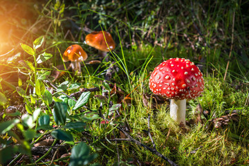 Мухомор red mushroom amanita