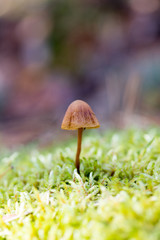 Hallucinogenic mushroom Psilocybe semilanceata