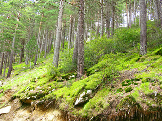 Green and wild nature, forest in Andorra (Europe). Trees and grass detail