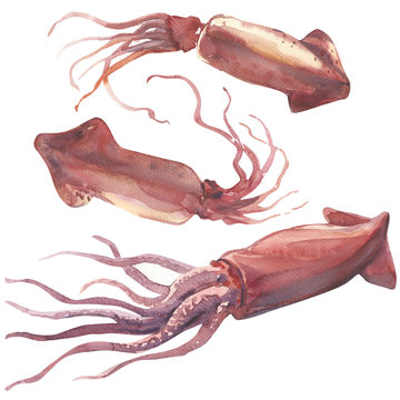 Set of fresh squid or raw calamari isolated, watercolor illustration