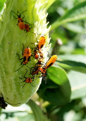Milkweed bug nymphs (Oncopeltus faciatus) on a milkweed seed pod