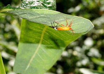 Milkweed bug nymph (Oncopeltus faciatus) molting