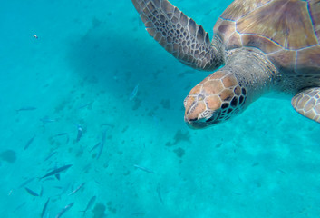 Obraz premium Sea Turtle 