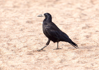 black crow on the sand