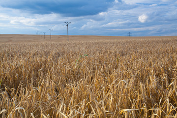 A wheat field almost ready for harvest