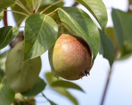 ripe pears on a tree