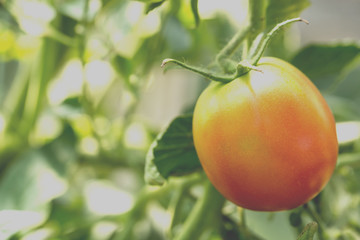 Domestic cultivation of tomatoes. Photography toned and filtered