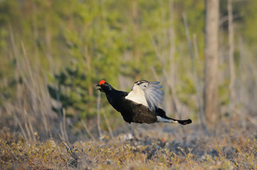 Jumping male Black Grouse at swamp courting place early in the m