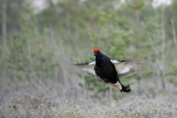 Jumping male Black Grouse at swamp courting place early in the m