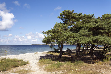 Fototapeta na wymiar Träd på en strand