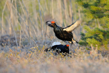 Jumping male Black Grouse at swamp courting place early in the m