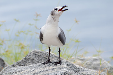 sea gull singing