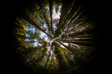 Redwood Forest Fisheye