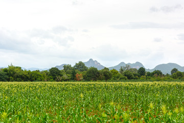 Fototapeta na wymiar Corn farm and mountain view