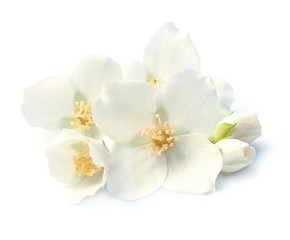 Naklejka na ściany i meble Jasmin white flowers
