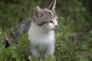 Obraz premium Котёнок 