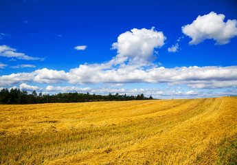 landscape in the background of blue sky