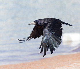 Black crow in flight Sea