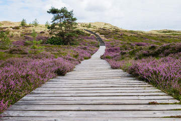 Dünensteg Amrum