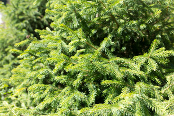 spruce branches on a nature background