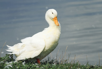white duck stands on the shore of the pond and dry the feathers