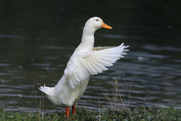 white duck stands on the shore of the pond and shakes the feathers and wings