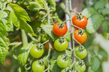 Fresh cherry tomatoes in the garden