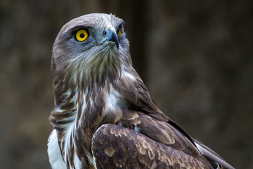 Schlangenadler - Circaetus gallicus