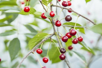 Cherries hanging on a cherry tree branch