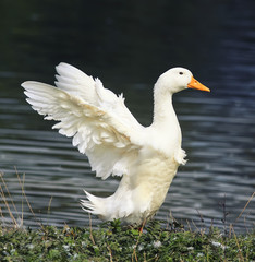bird white goose standing on the shore of the pond to spread its wings