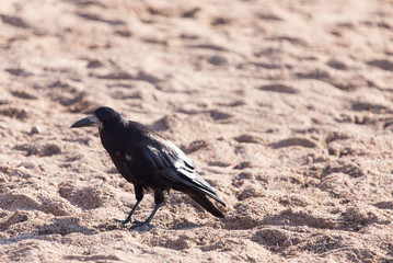 black crow on the sand