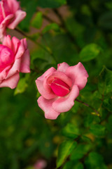 beautiful flowers of roses