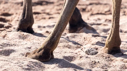 Photo sur Plexiglas Chameau foot of a camel in the sand
