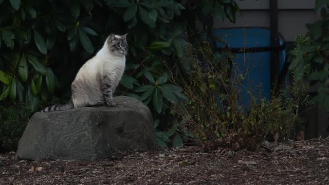 A Siamese cat confidently sitting on a rock, looking around at the surroundings.