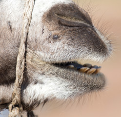 mouth of a camel
