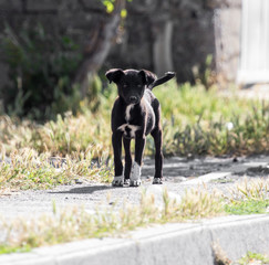 black dog on the road