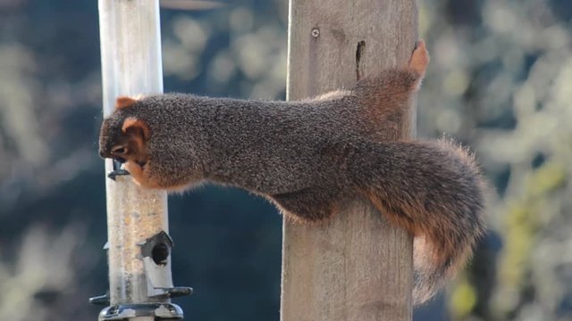 A Fox Squirrel stealing seeds from a bird feeder on a sunny day
