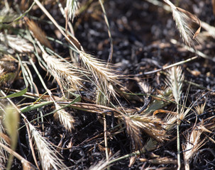 Burned grass with ears