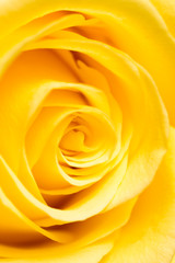 yellow rose petals as a background. macro