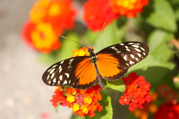 Obraz na płótnie Canvas Beautiful butterfly on flower