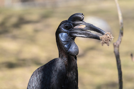 N&ouml;rdlicher Hornrabe - Bucerotiformes