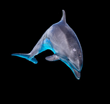 Dolphin Isolated On A Black Background