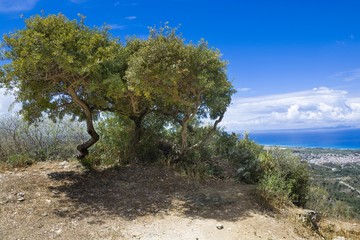 Fototapeta na wymiar Alone trees on top of Filerimos hill, Greece