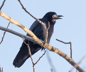 Black crows on a tree